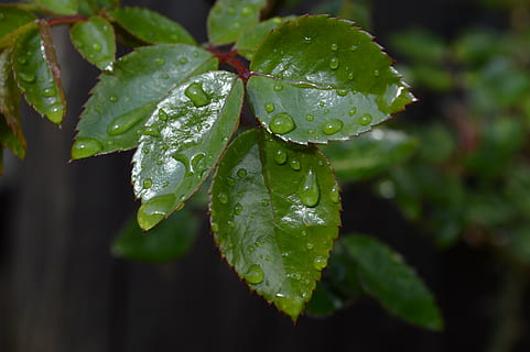 blad, grøn, rosa, vand, dråbe, plante del, våd, plante, vækst, tæt på, grøn farve, friskhed, skønhed i naturen, natur, fokus på forgrunden, ingen mennesker, regn, dug, dag, regndråbe, udendørs, regntiden, blade, renhed, 4K, CC0, offentligt domæne, royaltyfrie