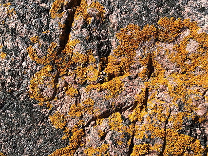 tecer, Rocha, alce, textura, quadro completo, rock - objeto, ninguém, origens, natureza, sólido, amarelo, beleza na natureza, plantar, crescimento, dia, formação rochosa, terra, árvore, texturizado, scenics - natureza, ao ar livre, outono, fechar-se, líquen, formação, 2K, CC0, domínio público, royalty free