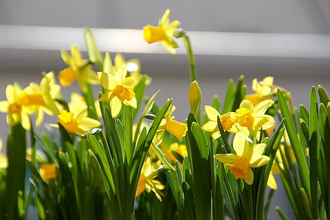 Pasen, bloemen, de lente, geel, bloemendoos, sleutelbloem, narcissen, Osterglocken, narcissus pseudonarcissus, fabriek, kleurrijk, bloem, bloeiende plant, versheid, breekbaarheid, kwetsbaarheid, schoonheid in de natuur, gele narcis, groei, bloemblad, detailopname, bloemhoofd, bloeiwijze, natuur, geen mensen, groene kleur, focus op de voorgrond, selectieve aandacht, dag, lente, 5K, CC0, publiek domein, royaltyvrij