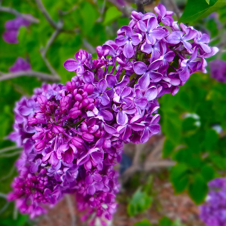 syrener, forår, lilla, blomstre, have, blomstrende plante, blomst, sårbarhed, skrøbelighed, plante, skønhed i naturen, friskhed, vækst, kronblad, tæt på, blomsterhoved, blomsterstand, fokus på forgrunden, natur, dag, botanik, selektiv fokusering, flok blomster, 2K