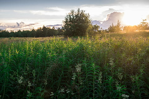 posta de sol, llit, cultius, cel, planta, camp, creixement, bellesa a la natura, paisatge, núvol - cel, terra, escena tranquil·la, escenics - natura, medi ambient, tranquil·litat, arbre, color verd, naturalesa, llum solar, escena rural, agricultura, cap gent, sol, a l'aire lliure, flare de la lent, brillant, 4K, CC0, domini públic, lliure de regalies