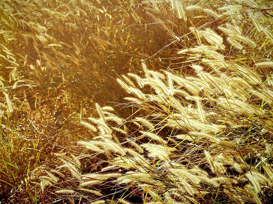 tardor, borrós, calma, canvi, concepte, país, camp, profunditat, anglès, caure, filtrar, flora, flor, fullatge, jardí, imatges, paisatge, baix, prat, meditativa, natue, pacífica, plantes, punt, Pov, temporada, serè, poc profund, tranquil, vista, salvatge, groc, planta, marc complet, creixement, naturalesa, fons, terra, cap gent, bellesa a la natura, primer pla, herba, dia, cultiu, a l'aire lliure, agricultura, tranquil·litat, color daurat, planta de cereals, blat, tija, herba de Timoteu, 2K