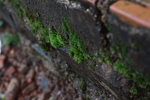 muschio, verde, struttura, albero, macro, bagnato, pianta, messa a fuoco selettiva, avvicinamento, crescita, tronco d'albero, tronco, natura, nessuno, giorno, strutturato, all'aperto, parte vegetale, colore verde, corteccia vegetale, foglia, terra, bellezza nella natura, fotogramma intero, foresta pluviale, abbaiare, 4K, CC0, dominio pubblico, privo di copyright