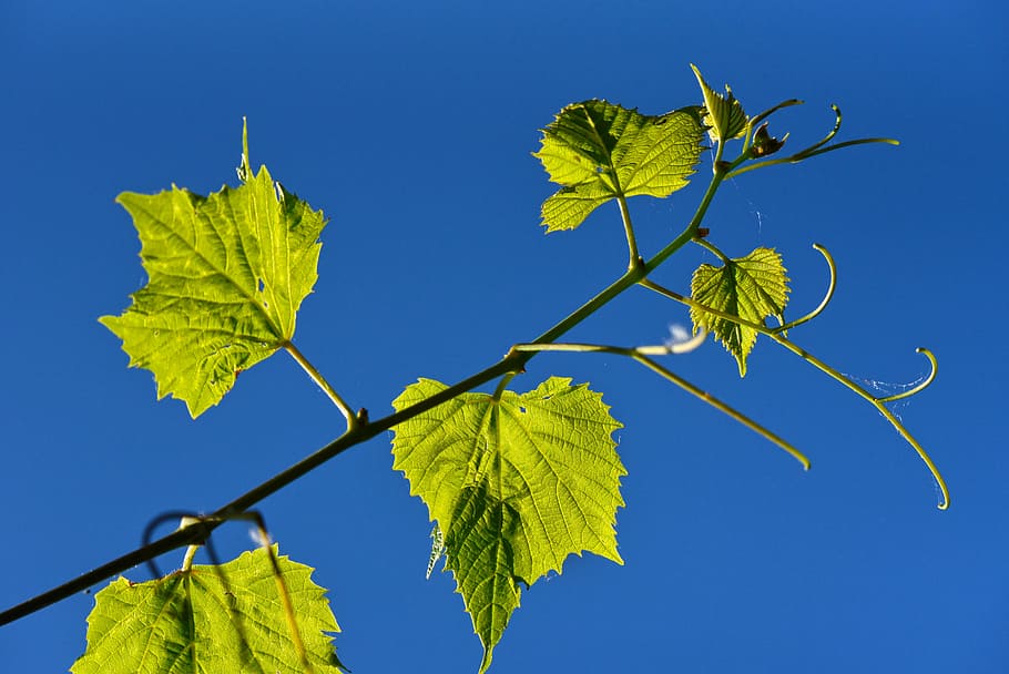 zielone liście, winorośl, wino, winogrono, liść, listowie, wspinacz, część rośliny, niebieski, Natura, roślina, niebo, czyste Niebo, żadnych ludzi, zielony kolor, drzewo, jesień, Oddział, na dworze, światło słoneczne, dzień, niski kąt widzenia, zbliżenie, wzrost, piękno natury, owoc, zmiana, liść klonu, niebieskie tło, 5K