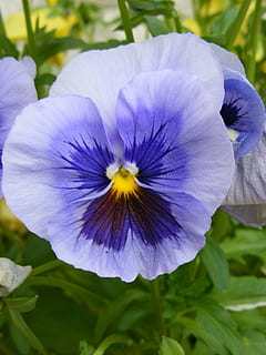 Nahansicht, Fotografie, lila, Blume, tagsüber, Stiefmütterchen, Frühling, Viola, Garten, Natur, Pflanze, Flora, Grün, violett, Blatt, Sommer-, Tricolor, bunt, wachsen, Gelb, Gartenbau, Blau, frisch, Gartenarbeit, Park, beschwingt, dekorativ, Laub, natürlich, mehrjährig, Blühen, hell, Wiese, botanisch, blühende Pflanze, Verletzlichkeit, Zerbrechlichkeit, Blütenblatt, Schönheit in der Natur, Blütenstand, Blütenkopf, Frische, Wachstum, Tag, keine Leute, Fokus auf den Vordergrund, Weichheit, 2K, CC0, gemeinfrei, lizenzfrei