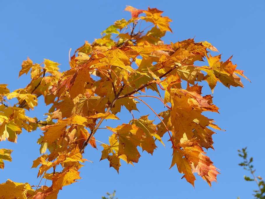 arbre, branca, maple, tardor, colors, jardí, cel, blau, full, canvi, part de la planta, naturalesa, arbre d'auró, fulla d'auró, groc, vista d’angle baix, planta, cel clar, bellesa a la natura, dia, color taronja, cap gent, condició natural, a l'aire lliure, fulles, col·lecció de tardor, 4K