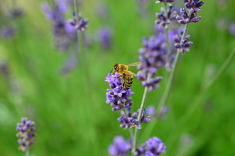lavanda, abelha, inseto, tolet, verdadeira lavanda, lavandula, plantar, jardim, verão, Flor, macro, roxa, néctar, perto, ocupado, no verão, planta com flores, beleza na natureza, animal, frescura, temas animais, fragilidade, animais selvagens, vulnerabilidade, animais em estado selvagem, cabeça de flor, um animal, fechar-se, pétala, crescimento, invertebrado, polinização, ninguém, erva, bumblebee, borboleta - inseto, pequeno, 4K, CC0, domínio público, royalty free