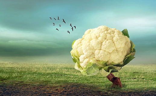 fantasy, cauliflower, grass, animal themes, animal, flying, group of animals, cloud - sky, nature, bird, vertebrate, sky, animal wildlife, field, animals in the wild, land, large group of animals, no people, plant, beauty in nature, day, landscape, digital composite, flock of birds, 4K, CC0, public domain, royalty free