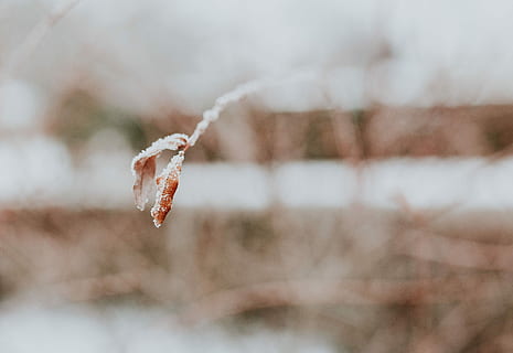 nevoso, alberi, primi piani, avvicinamento, le foglie, albero, pino, ramoscello, ramo, brina, inverno, freddo, la neve, natura, freddo - temperatura, ghiaccio, congelato, all'aperto, sfondi, tempo metereologico, temperatura fredda, giorno, concentrarsi sulle conoscenze acquisite, pianta, nessuno, messa a fuoco selettiva, bellezza nella natura, la tranquillità, 2K, CC0, dominio pubblico, privo di copyright