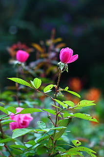 rosa, blomst, vår, knapp, vakker, anlegg, blomstrende plante, vekst, skjønnhet i naturen, rosa farge, plante del, blad, friskhet, nærbilde, sårbarhet, skjørhet, natur, fokusere på forgrunnen, dag, grønn farge, ingen folk, petal, utendørs, blomsterhodet, 4K, CC0, offentlig domene, opphavsrett gratis