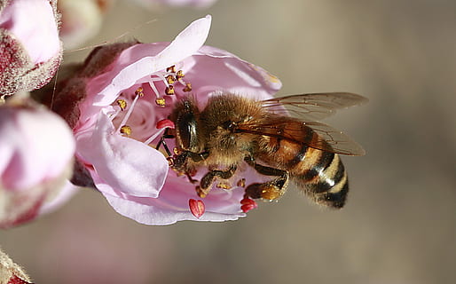 makro fotografie, včela, opylit, květ, Příroda, hmyz, kvetoucí rostlina, svěžest, krása v přírodě, detail, rostlina, zvířat, křehkost, okvětní lístek, bezobratlý, zranitelnost, zvíře, jednoho zvířete, zvířata ve volné přírodě, růst, opylování, květu hlavy, růžová barva, nikdo, jaro, pyl, venku, čmelák, 2K, CC0, veřejná doména, bez autorských práv