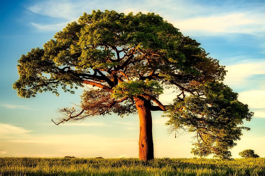 foto, verd, arbre, herbes, blau, cel, arbres, núvols, paisatge, naturalesa, a l'aire lliure, país, rural, estiu, nicaragua, planta, camp, bellesa a la natura, creixement, terra, núvol - cel, escenics - natura, tranquil·litat, medi ambient, tronc, tronc de l'arbre, escena tranquil·la, cap gent, escena no urbana, herba, aïllat, 1080P