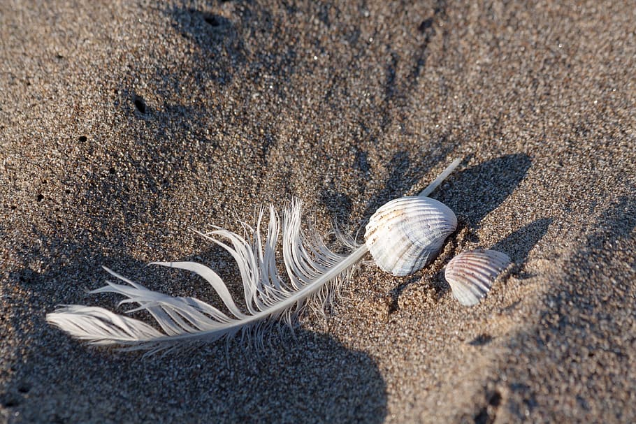 ploma, shell, mar, festa, memòria, habitatge, animal, decoratiu, platja, sorra, platja de sorra, macro, extracte de la platja, fauna animal, temes d'animals, terra, animals a la natura, naturalesa, cap gent, dia, primer pla, petxina de mar, closca d’animals, llum solar, un animal, vista d’angle alt, bellesa a la natura, invertebrat, a l'aire lliure, marí, 4K