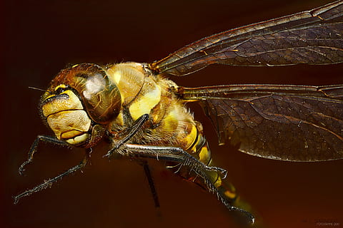 Brun, grå, guldsmed, insekt, makro, insekter, kejser dragonfly, tæt på, natur, dyr, dyrefløj, flyve, dyre temaer, et dyr, dyreliv, hvirvelløse, dyr i naturen, dyr kropsdel, ingen mennesker, skal, zoologi, dyreskal, studio skud, farvet baggrund, indendørs, sort baggrund, dyr hoved, dyr øje, marine, 2K, CC0, offentligt domæne, royaltyfrie