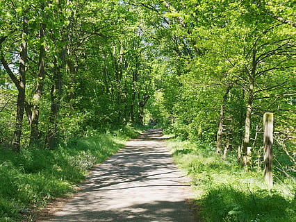 floresta, verde, exuberante, Primavera, Alemanha, área erlensee, natureza, leve, verão, ensolarado, exterior, cenário, caminho, plantar, árvore, o caminho a seguir, direção, cor verde, crescimento, trilha, beleza na natureza, luz solar, tranquilidade, terra, dia, Perspectiva Diminutiva, cena tranquila, sombra, ninguém, ao ar livre, estrada, Treelined, bambu - planta, longo, 4K, CC0, domínio público, royalty free