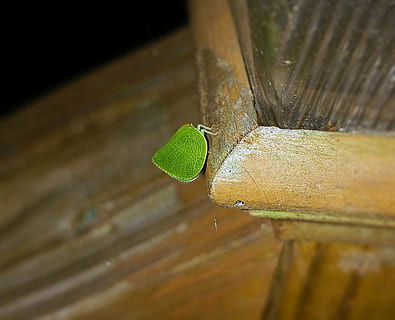 insetto fogliare, foglia ambulante, insetto, Phylliidae, camuffare, natura, creatura, animale, verde, all'aperto, avvicinamento, legno - materiale, temi animali, un animale, invertebrato, colore verde, animali allo stato selvatico, fauna selvatica, nessuno, messa a fuoco selettiva, giorno, foglia, parte vegetale, parte del corpo animale, concentrarsi sulle conoscenze acquisite, bellezza nella natura, 1080P, CC0, dominio pubblico, privo di copyright