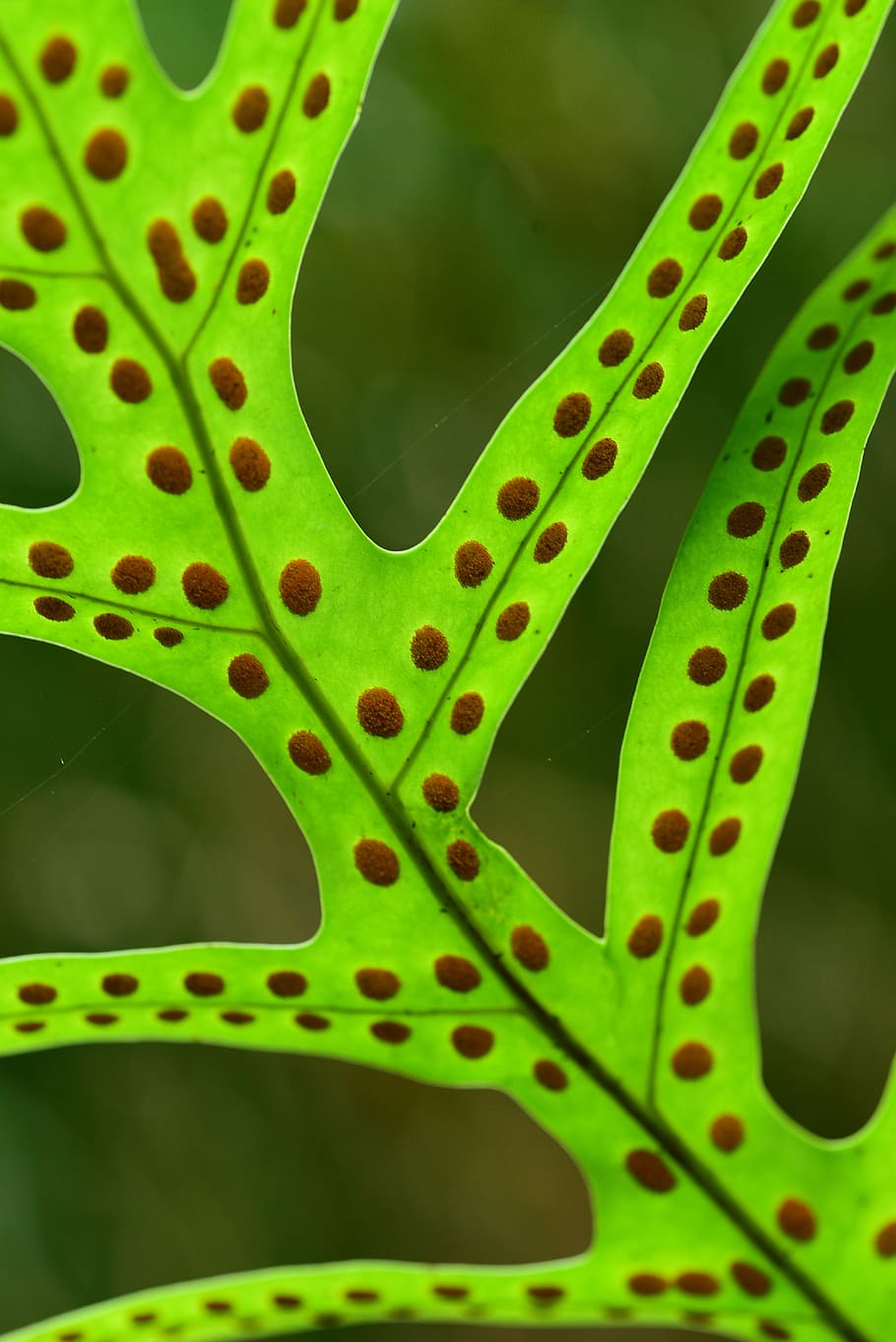 foglia, pianta, avvicinamento, macro, verde, felce, colore verde, nessuno, modello, crescita, parte vegetale, natura, concentrarsi sulle conoscenze acquisite, bellezza nella natura, fotogramma intero, all'aperto, giorno, sfondi, macchiato, messa a fuoco selettiva, buco, metallo, 5K