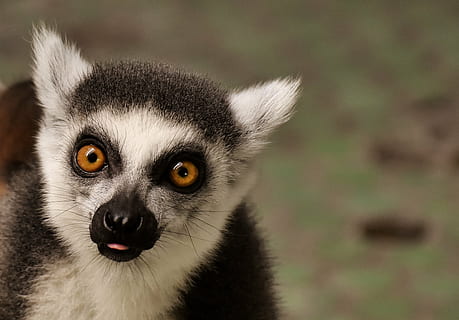 zbliżenie, zdjęcie, czarny, biały, Surykatka, małpa, lemur, uroczy, jeść, ogród zoologiczny, äffchen, Słodkie, zwierzę, świat zwierząt, tierpark hellabrunn, Monachium, patrząc na aparat, jedno zwierzę, zwierzęca przyroda, zwierzęta na wolności, portret, tematy zwierzęce, na dworze, żadnych ludzi, ssak, część ciała zwierzęcia, skupić się na pierwszym planie, dzień, kręgowiec, Natura, patrząc, oko zwierzęcia, żółte oczy, 2K, CC0, domena publiczna, darmowe zdjęcia