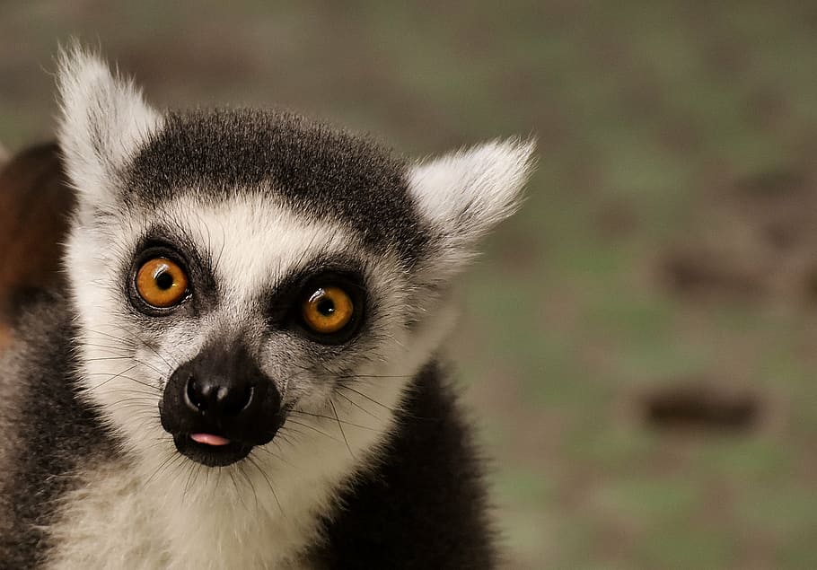 primer pla, foto, negre, blanc, meerkat, mico, lemur, bonic, menjar, zoo, äffchen, dolç, animal, món animal, tierpark hellabrunn, munich, mirant la càmera, un animal, fauna animal, animals a la natura, retrat, temes d'animals, a l'aire lliure, cap gent, mamífer, part del cos dels animals, centrar-se en primer pla, dia, vertebrats, naturalesa, mirant, ull d’animals, ulls grocs, 2K