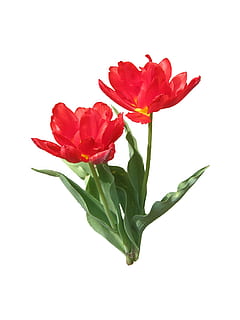 tulpen, lente, bloei, bloesem, rood, de lente, bloeien, Open, geïsoleerd, bloem, bloemblad, Roos, versheid, bloemhoofd, bloeiende plant, schoonheid in de natuur, studio opname, fabriek, detailopname, breekbaarheid, kwetsbaarheid, witte achtergrond, binnenshuis, bloeiwijze, natuur, deel van de plant, blad, geen mensen, bloemstuk, 2K, CC0, publiek domein, royaltyvrij