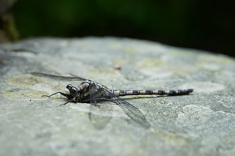grau, Libelle, Rock, Insekt, Tier, Natur, Tierwelt, Nahansicht, Makro, ein Tier, Tiere in freier Wildbahn, wirbellos, selektiver Fokus, keine Leute, Tag, Tierflügel, draußen, Tierkörperteil, in voller Länge, Oberflächenniveau, Zeichen, 2K, CC0, gemeinfrei, lizenzfrei