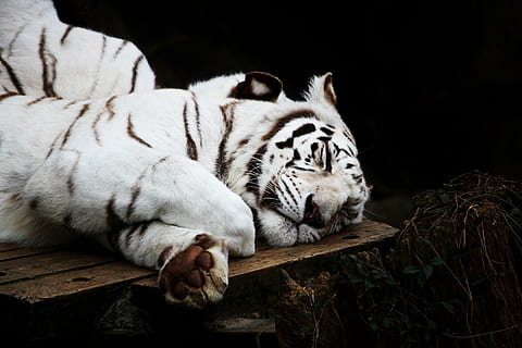 bengal tiger, sovende, Brun, træ-, overflade, tiger, hvid, kat, rovdyr, dyr, dyreliv, søvn, nuttet, majestætisk, dyre temaer, pattedyr, lempelse, hvid tiger, et dyr, stor kat, feline, hvilende, hvid farve, ingen mennesker, dyr i naturen, hvirveldyr, kæledyr, træ - materiale, dyr hoved, bakkenbart, 4K, CC0, offentligt domæne, royaltyfrie