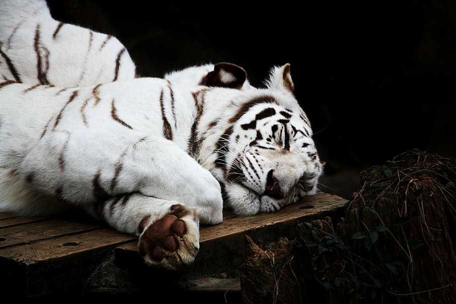 bengal tiger, sovende, Brun, træ-, overflade, tiger, hvid, kat, rovdyr, dyr, dyreliv, søvn, nuttet, majestætisk, dyre temaer, pattedyr, lempelse, hvid tiger, et dyr, stor kat, feline, hvilende, hvid farve, ingen mennesker, dyr i naturen, hvirveldyr, kæledyr, træ - materiale, dyr hoved, bakkenbart, 4K