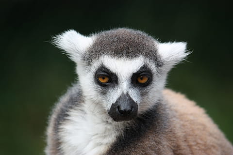 monkey, face, mammal, primate, eyes, watch, mimic, head, one animal, animal wildlife, lemur, animals in the wild, portrait, close-up, animal body part, looking at camera, no people, vertebrate, focus on foreground, day, looking, nature, outdoors, animal eye, yellow eyes, 4K, CC0, public domain, royalty free