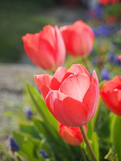 tulpė, raudona, gėlė, pavasaris, Uždaryti, spalvinga, spalva, tulipa, lelija, liliaceae, dekoratyviniai augalai, veisimo tulpė, žydintys augalai, grožis gamtoje, pažeidžiamumas, trapumas, šviežumas, augalų, žiedlapis, augimą, Iš arti, gėlių galva, žiedynas, sutelkti dėmesį į naujas žinias, pobūdį, dieną, nėra žmonių, botanika, lauke, pavasarį, geliu lova, 4K, CC0, Viešasis domenas, nemokamai