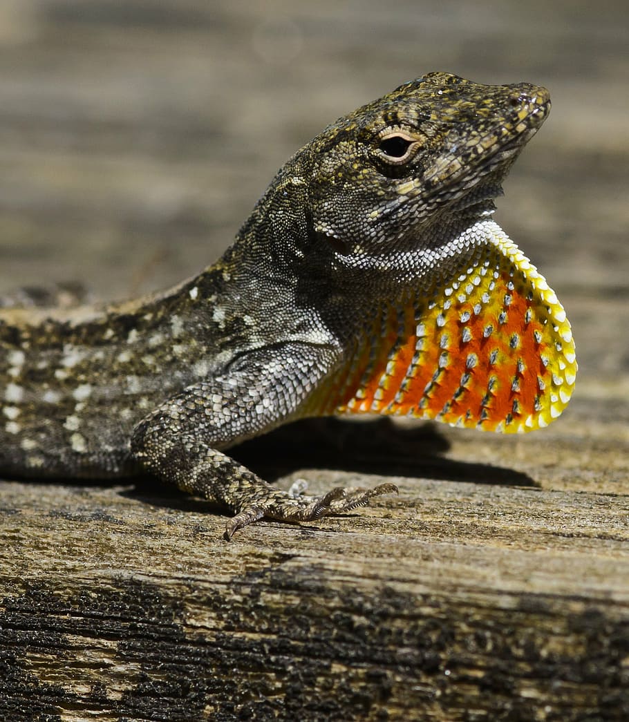 llangardaix, taronja, vermell, coll, rèptil, colorit, naturalesa, tropical, un animal, fauna animal, animals a la natura, temes d'animals, cap gent, primer pla, dia, a l'aire lliure, iguana, animal, vertebrats, part del cos dels animals, material de fusta, enfocament selectiu, centrar-se en primer pla, cap d’animals, drac barbut, llum solar, escala d’animals, boca oberta, boca d’animals, 2K