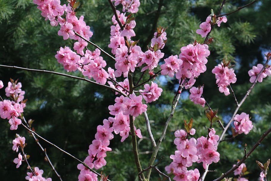 Malus, ดอกไม้, สาขา, ต้นไม้, ธรรมชาติ, ปลูก, ไม้ดอก, สีชมพู, ความบอบบาง, ความอ่อนแอ, การเจริญเติบโต, ความงามในธรรมชาติ, ความสด, ไม่มีคน, มุ่งเน้นไปที่เบื้องหน้า, ใกล้ชิด, ดอก, วัน, กลีบดอกไม้, กลางแจ้ง, พฤกษศาสตร์, หัวดอกไม้, ฤดูใบไม้ผลิ, ดอกซากุระ, ต้นเชอร์รี่, 5K