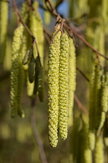 avellaner, florir, pol·len, primavera, arbre, avellana, planta, color verd, creixement, centrar-se en primer pla, cap gent, primer pla, salze de cony, bellesa a la natura, penjant, dia, naturalesa, tranquil·litat, a l'aire lliure, flor, tija de la planta, enfocament selectiu, frescor, planta amb flors, menjar i beguda, 4K, CC0, domini públic, lliure de regalies