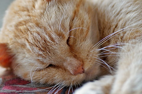 gato, dormindo, tomcat, ruiva, descansar, dormir, não acordar, casa, animal, não perturbe, cansado do, siesta, lazer, mamífero, gato doméstico, felino, temas animais, doméstico, animais domésticos, pets, um animal, relaxamento, fechar-se, bigode, olhos fechados, vertebrado, ninguém, pêlo de animal, em repouso, cabelo, cabeça de animal, gato ruivo, acolhedor, cochilando, 5K, CC0, domínio público, royalty free