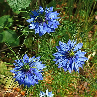 blomster, natur, makro, forår, have, blå, blomstring, blomstrende plante, blomst, plante, skønhed i naturen, skrøbelighed, sårbarhed, lilla, friskhed, vækst, kronblad, tæt på, blomsterstand, blomsterhoved, ingen mennesker, dag, blomstre, Mark, jord, 1080P, CC0, offentligt domæne, royaltyfrie