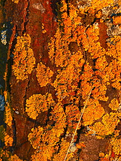 arbre, registre, teixir, cobert, gelbflechte normal, liquen groc, xanthoria parietina, escorça, marc complet, fons, textura, cap gent, primer pla, planta, naturalesa, dia, groc, tardor, color taronja, aspre, resistent, liquen, creixement, canvi, a l'aire lliure, bellesa a la natura, tronc de l'arbre, 4K, CC0, domini públic, lliure de regalies