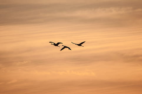 tre, sort, fugle, flyvende, Brun, sand felt, fugl, øjenblik, Brids, sorte fugle, sand, Mark, solnedgang, flyvningen, fugl i flyvning, natur, himmel, dyr, dyrefløj, sky - himmel, dyreliv, gruppe af dyr, blå, luft, dyr i naturen, dyre temaer, hvirveldyr, silhuet, Midt i luften, orange farve, spredte vinger, skønhed i naturen, ingen mennesker, et dyr, lav vinkel visning, scenics - natur, romantisk himmel, 4K, CC0, offentligt domæne, royaltyfrie