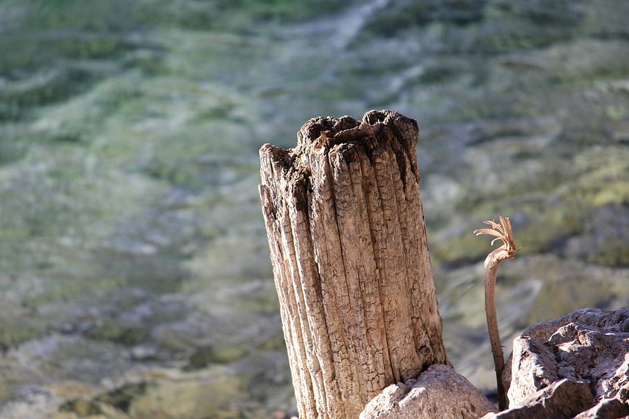 culata, walchensee, aigua, baviera superior, naturalesa, paisatge, tronc de l'arbre, arbre, material de fusta, cap gent, dia, centrar-se en primer pla, terra, primer pla, monstre de l'arbre, post de fusta, publicació, a l'aire lliure, tranquil·litat, planta, escorça, fusta, registre, barrera, tanca, planta morta, 2K