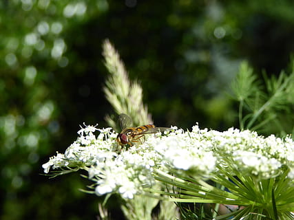 insecto, volar, abeja, las flores, ala, macro, animales, cerrar, naturaleza, hoja, insecto volador, fotografía de vida silvestre, planta, macro de insectos, jardín, criatura, mundo animal, Vespe, forma de floración, verano, Weis, blanco, prado, hierba de los prados, prado de flores, prado de hierbas, paisaje, flor de la naturaleza, natural, hermoso, flor, hierba de eneldo, flora, animales en la naturaleza, temas de animales, un animal, fauna animal, planta floreciendo, invertebrado, fragilidad, animal, vulnerabilidad, belleza en la naturaleza, frescura, crecimiento, el color blanco, de cerca, cabeza de flor, polinización, nadie, al aire libre, primavera, 2K, CC0, dominio público, libre de derechos