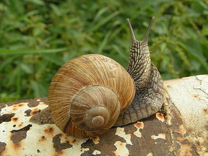 Schnecke pm Metallstange, gegenüber, Gras, tagsüber, Schnecken, aufgewickelt, Muscheln, Spiral-, Gastropoda, Molluske, Langsamkeit, pflanzenfressend, Tierwelt, Grün, grüne Hintergründe, draußen, Schale, Tier, Weichtier, Tierthemen, Gastropode, Schnecke, Tiere in freier Wildbahn, Tierhülle, ein Tier, Nahansicht, Fokus auf den Vordergrund, keine Leute, wirbellos, Natur, Tag, Tierantenne, Langeweile, Tierkörperteil, 1080P, CC0, gemeinfrei, lizenzfrei