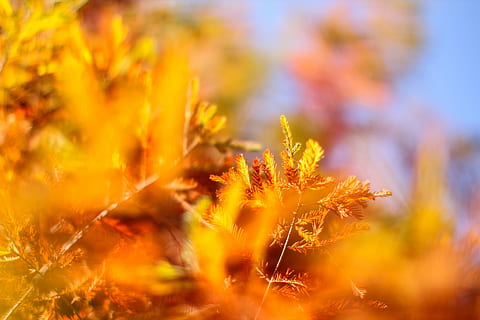 Kiefer, Frühling, Bäume, Wald, szenische Ansichten, Pflanze, Feng Bi, Natur, Gelb, Herbst, draußen, Jahreszeit, Sommer-, Nahansicht, Schönheit in der Natur, selektiver Fokus, Wachstum, keine Leute, Sonnenlicht, Himmel, Landschaft, Blume, Frische, lebendige Farbe, Land, Sonnenuntergang, Pflanzenteil, Blatt, hell, Veränderung, 2K, CC0, gemeinfrei, lizenzfrei