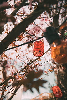 paper lanterns, trees, red, hanging, paper lantern, tree, light, candle, lantern, orange, fall, autumn, string, lamp, leaf, colour, blossom, flower, summer, spring, bulb, focu, faded, overcast day, plant, low angle view, lighting equipment, branch, nature, cherry blossom, springtime, day, growth, no people, outdoors, focus on foreground, cherry tree, beauty in nature, flowering plant, chinese lantern, chinese new year, chinese lantern festival, festival, 5K, CC0, public domain, royalty free