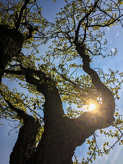 Frühling, Pappel, Bäume, Ast, Baum, Himmel, Pflanze, Sonnenlicht, Flachwinkelansicht, Sonne, Sonnenstrahl, Linseneffekt, Natur, Ruhe, Wachstum, Kofferraum, Schönheit in der Natur, Baumstamm, keine Leute, Tag, draußen, ruhige Szene, klarer Himmel, hell, Streaming, hell erleuchtet, Sonneneruption, Baumkrone, 2K, CC0, gemeinfrei, lizenzfrei