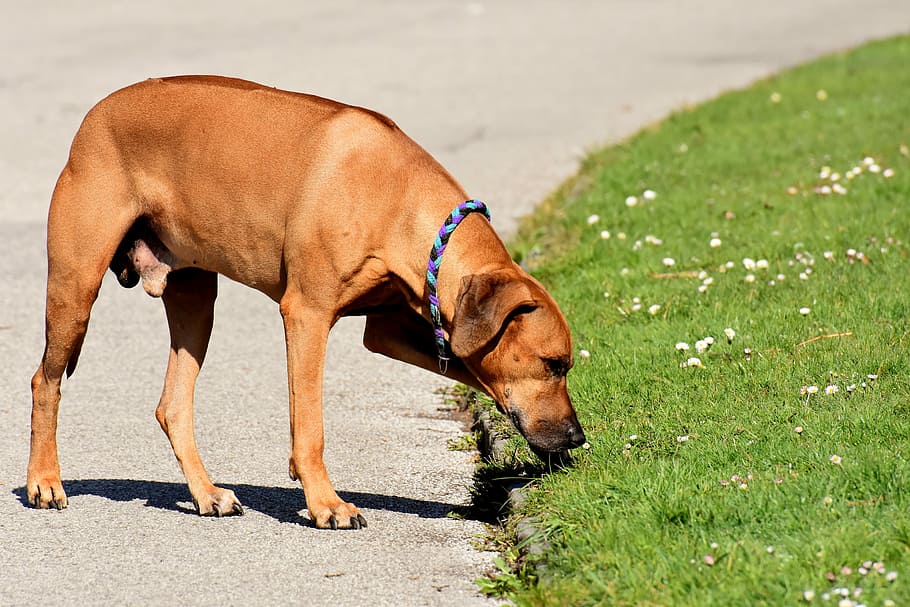 gos, de peu, aparcament, frenar, al costat, camp de gespa, mascota, ridgeback, parc, animal, bonic, pell, corrent, estimada, temes d'animals, mamífer, animals domèstics, un animal, mascotes, nacional, caní, llum solar, vertebrats, cap gent, planta, naturalesa, dia, herba, vista lateral, a l'aire lliure, coll, gos de pura raça, cerca, 5K