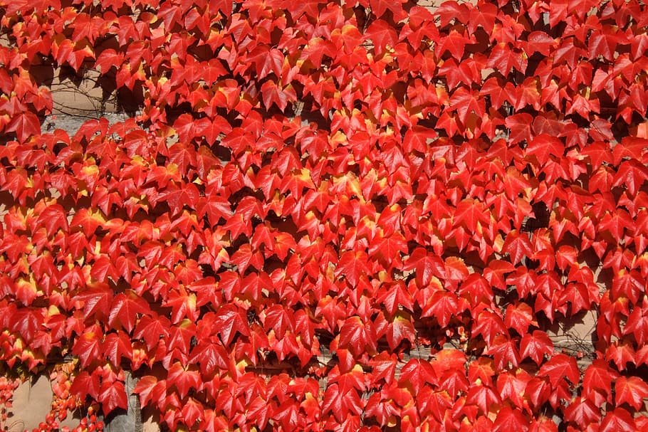 le foglie, foglia, rosso, vino, vite, facciata, autunno, crescita dei ranghi, intrecciare, pianta, sfondo, struttura, modello, fotogramma intero, pianta fiorita, fiore, sfondi, bellezza nella natura, freschezza, petalo, avvicinamento, giorno, abbondanza, nessuno, natura, crescita, vulnerabilità, fragilità, vista dall'alto, testa di fiore, infiorescenza, all'aperto, 4K