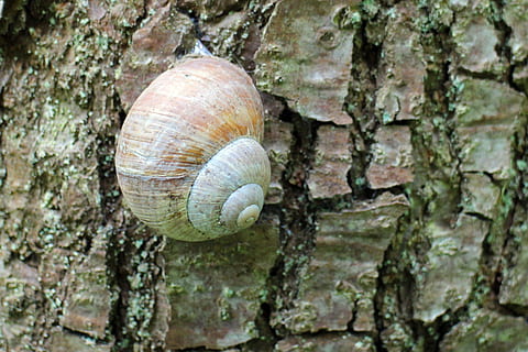 snegl, shell, dyr, tråd, bolig, tre, bark, stamme, eik, dyreliv, dyre temaer, trestamme, virvelløse, mollusk, dyreskall, dyr i naturen, nærbilde, gastropod, strukturert, ett dyr, ingen folk, fokusere på forgrunnen, dag, natur, utendørs, 2K, CC0, offentlig domene, opphavsrett gratis