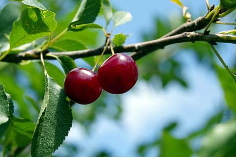 two red cherries, cherry, cherries, fruit, tree, branch, sprig, health, sad, eating, vitamin, the freshness, leaf, food and drink, food, healthy eating, red, plant, plant part, freshness, wellbeing, close-up, nature, ripe, growth, focus on foreground, agriculture, no people, outdoors, cherry tree, 5K, CC0, public domain, royalty free