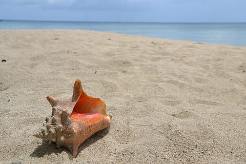 concha do mar laranja, Concha, areia, de praia, mar, feriado, natureza, verão, habitação, animais, caribe, terra, agua, horizonte sobre a água, ninguém, beleza na natureza, horizonte, tranquilidade, céu, dia, cena tranquila, scenics - natureza, animal, ao ar livre, animais selvagens, focar em primeiro plano, marinho, 4K, CC0, domínio público, royalty free