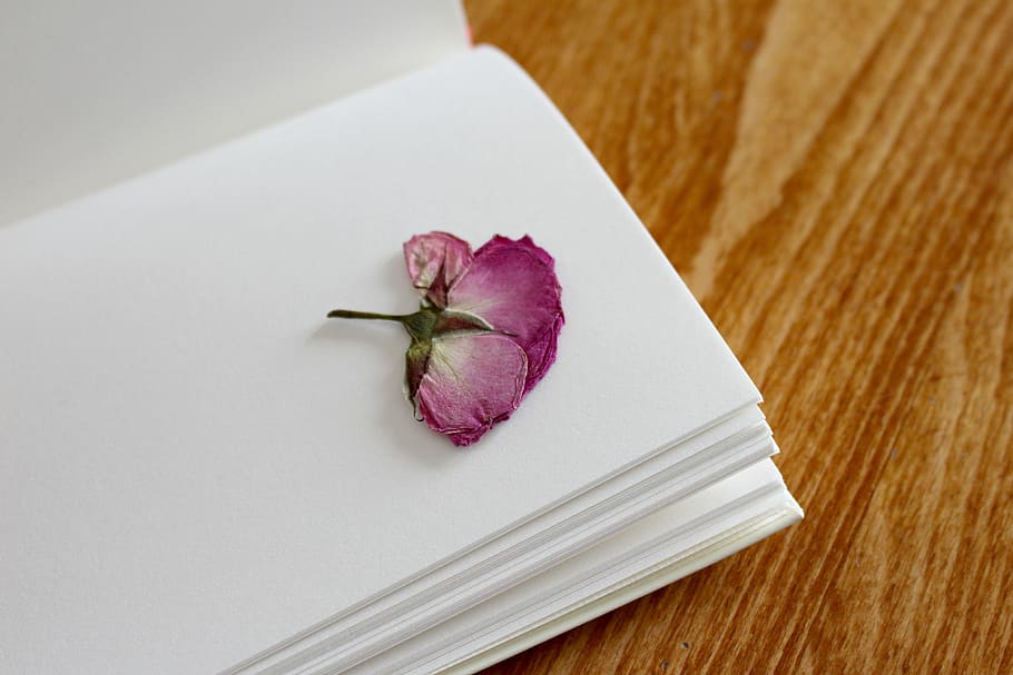 tancar, foto, porpra, flor petalada, pàgina del llibre, primer pla, flor, llibre, pàgina, rosa, quadern, llibre de registre, pàgines de llibres, romàntic, pàgines, paper, literatura, llibres, flors, vell, florir, llibres oberts, valuós, rosa rosa, obert, llançat, navegar, desplaceu-vos a, a l'interior, taula, cap gent, fragilitat, planta amb flors, frescor, planta, natura morta, bellesa a la natura, vista d’angle alt, naturalesa, còpia espai, pètal, color rosa, publicació, vulnerabilitat, cap de flor, en blanc, 4K