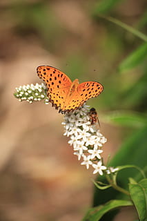 erro, borboleta, inseto, abelha, flores, verde, flores brancas, natural, invertebrado, beleza na natureza, temas animais, animal, animais em estado selvagem, animais selvagens, asa animal, plantar, um animal, fechar-se, flor, borboleta - inseto, focar em primeiro plano, natureza, ninguém, dia, crescimento, planta com flores, fragilidade, ao ar livre, cabeça de flor, polinização, 5K, CC0, domínio público, royalty free