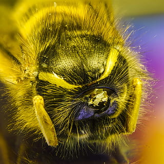 tun, Makro, Detailschärfe, Nahansicht, Blume, blühende Pflanze, Frische, Verletzlichkeit, Schönheit in der Natur, Blütenkopf, keine Leute, Zerbrechlichkeit, Blütenstand, extreme Nahaufnahme, Blütenblatt, Fokus auf den Vordergrund, Natur, Gelb, Tier, Wachstum, Pflanze, Tierthemen, ein Tier, Weichheit, Tiermund, 4K, CC0, gemeinfrei, lizenzfrei